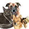 il_fullxfull.2408705486_n9zw.jpg Vector Art Pet Portrait: Custom Cartoon Dog, Cat Drawing (Digital File Only)