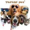 il_fullxfull.2456322981_8fm0.jpg Vector Art Pet Portrait: Custom Cartoon Dog, Cat Drawing (Digital File Only)
